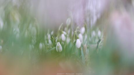 Sneeuwklokjes door de sneeuwklokjes door