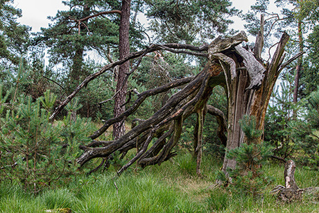 Geknakte boom in Deelerwoud