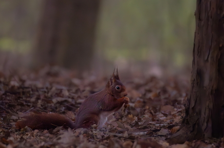 eekhoorn in het moment