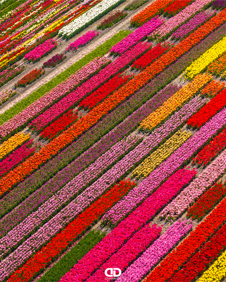 Today we celebrate Tulip Day