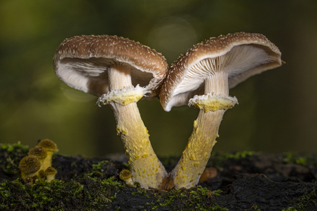 paddenstoelen koppel