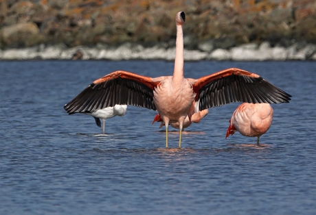 flamingo,s in de grevelingen 