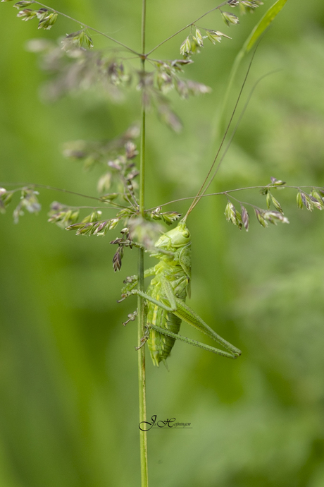 De grote groene sabelsprinkhaan.