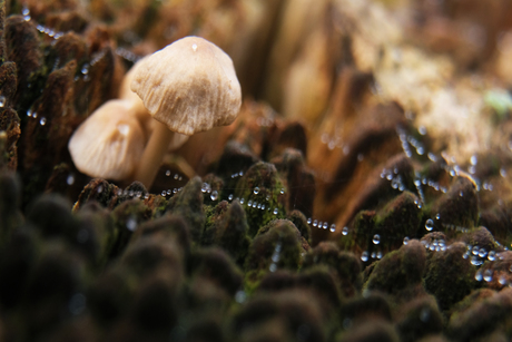 paddenstoeltje met parelsnoer