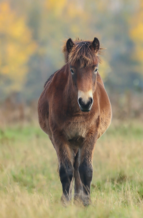 Exmoorpony