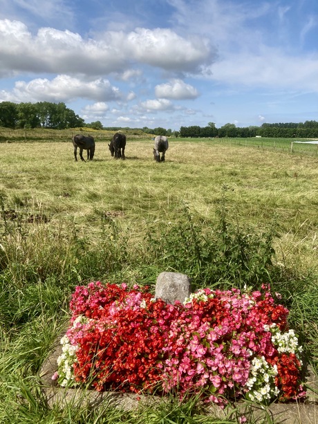 bloemen en paarden