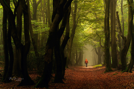 Dansende bomen Speulderbos