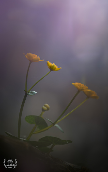 Waterplant in bloei 