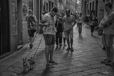 De connectie ontstaan door honden