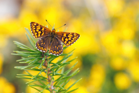 Nieuw leven in volle glorie