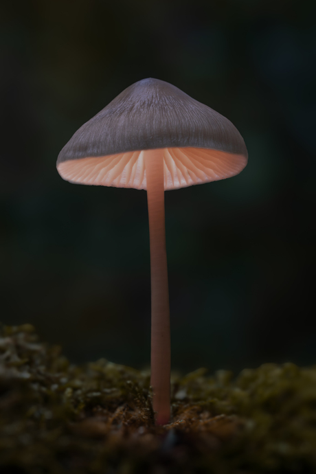 Paddenstoel lightpainting
