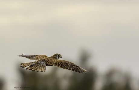 Op zoek naar iets te eten