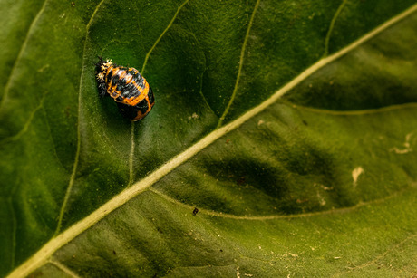 Aziatisch lieveheersbeestje