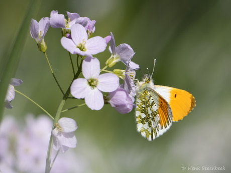 Oranjetipje op pinksterbloem