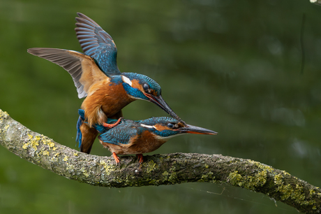 Paring van ijsvogels