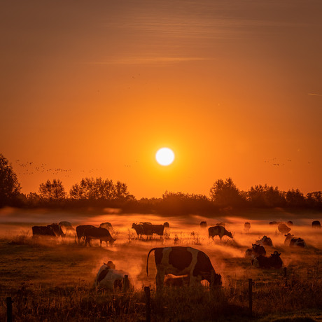 Dames in de mist