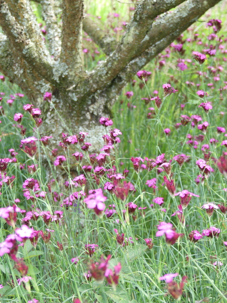 Dianthus carthusianorum