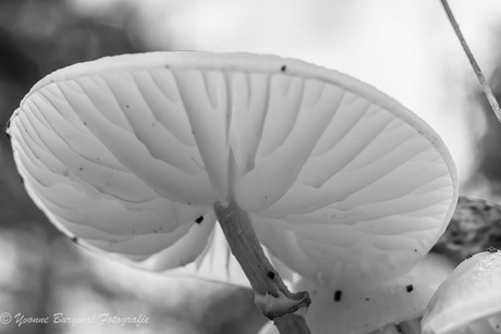 Mooi porceleinzwamzwametje van onderaf 