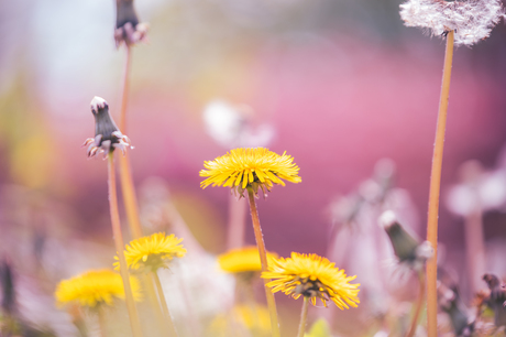 Field of flowers