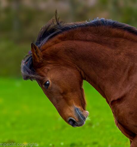 Jay Farrokh Arabians 