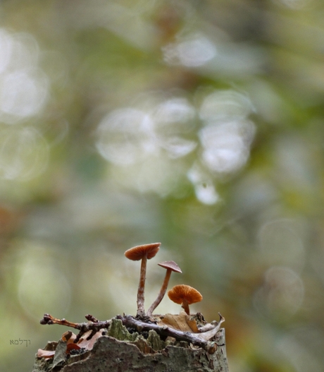 Herfst bokeh......