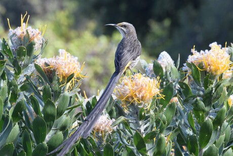 Kaapse Suikervogel