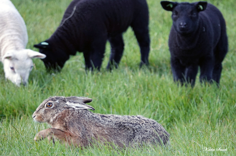 "Ik sluip even voorbij....je ziet mij niet...."