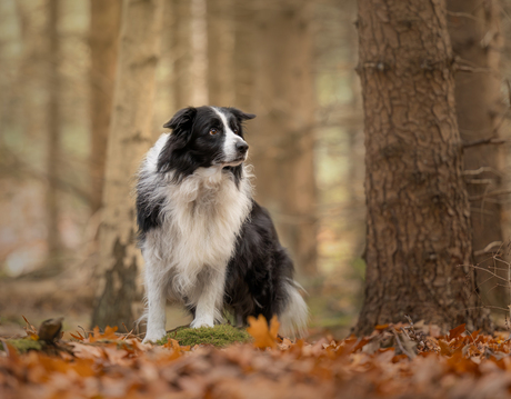 Bordercollie in het bos