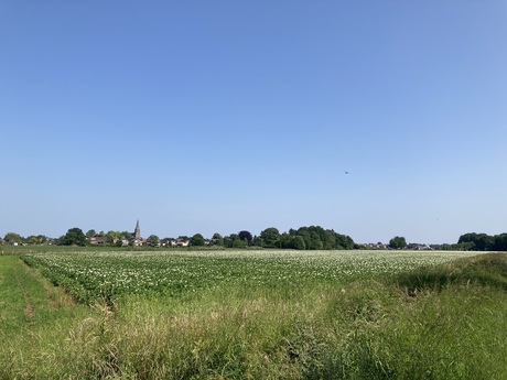 Aardappelveld