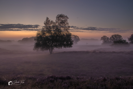 Misty Morning 