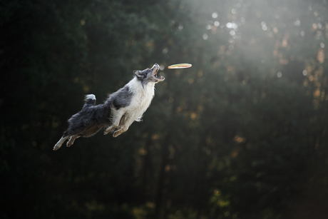 Dog Frisbee