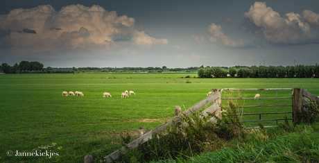 Polder