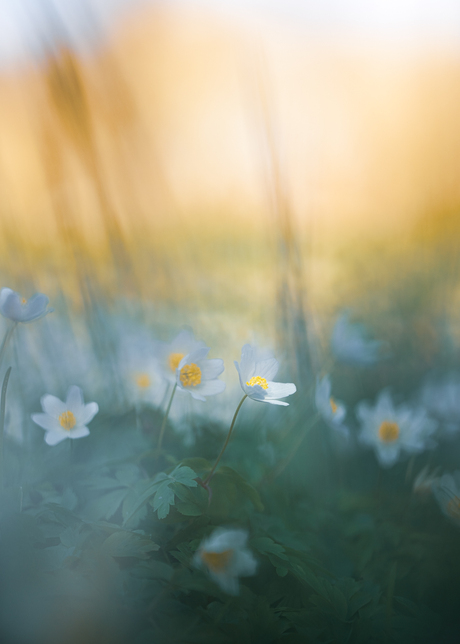 Anemoontjes bij zonsondergang
