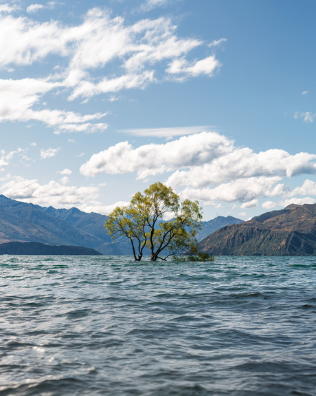 That Wanaka Tree