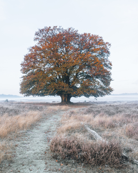 Boom in herfstkleuren op een koude ochtend met mist.