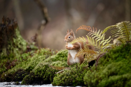 Mooi rood is niet lelijk!