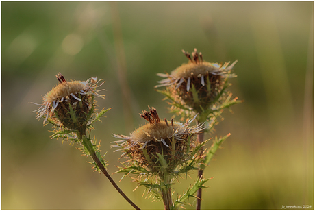 Carlina vulgáris