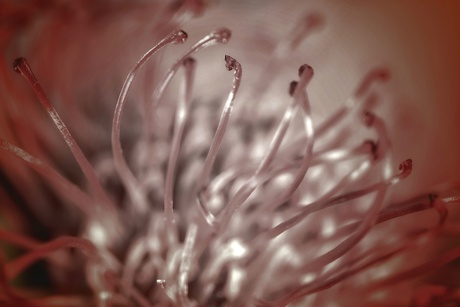 Macro van een bloem