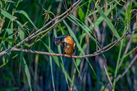 Ijsvogeltje