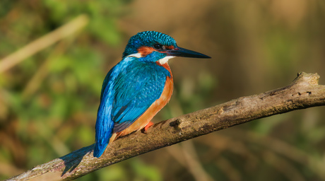 Mannetjes ijsvogel 
