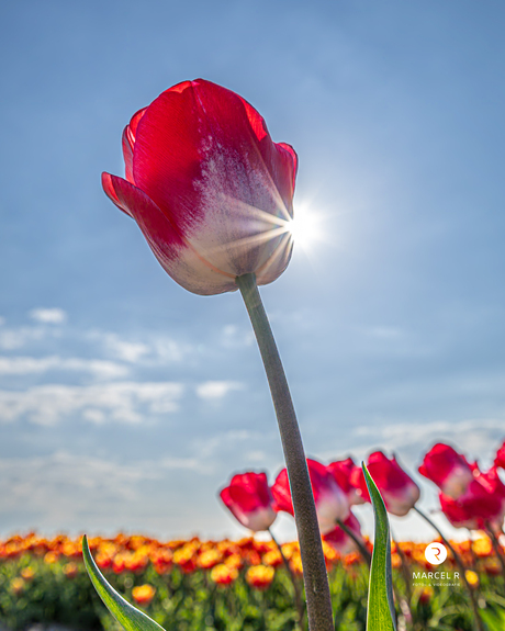 Tulips