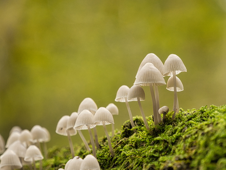 Bundelmycena