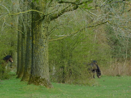 Exmoor Pony's