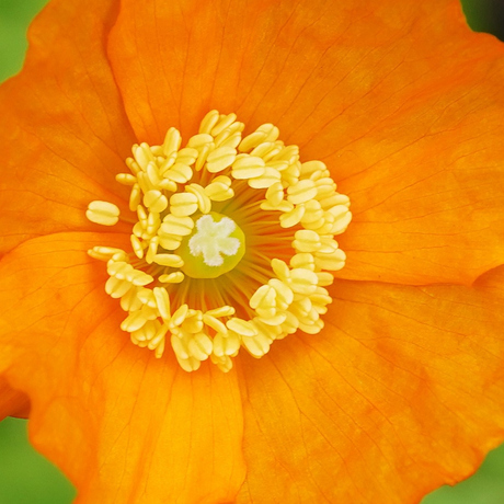 Geel in Oranje.