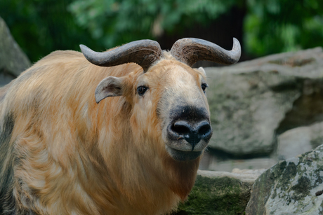 ZOO Berlin Sichuan Takin