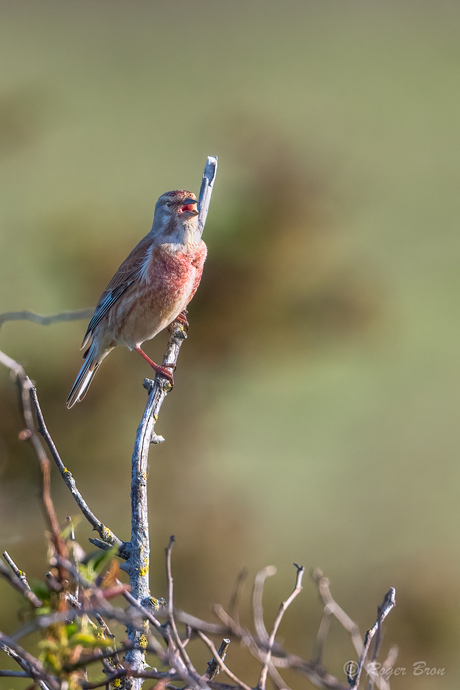 Kneu zingt uit volle borst