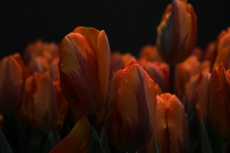 tulp