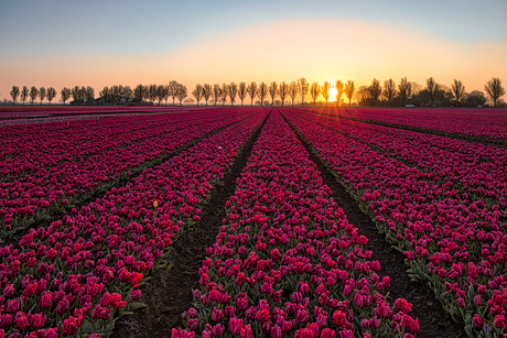 Tulpenveld 2 met rij bomen