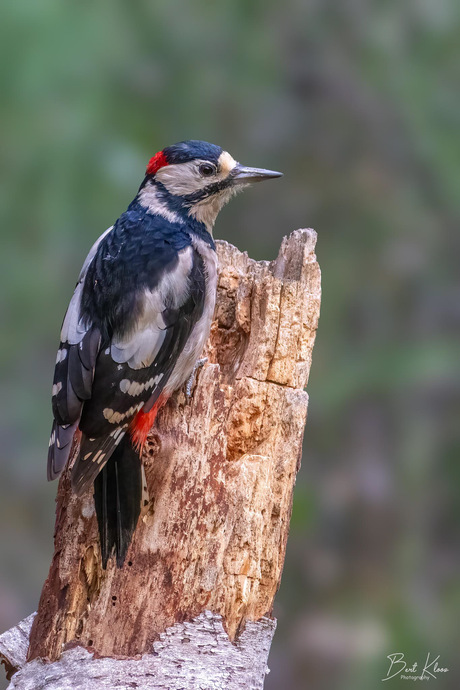Grote bonte specht ♂