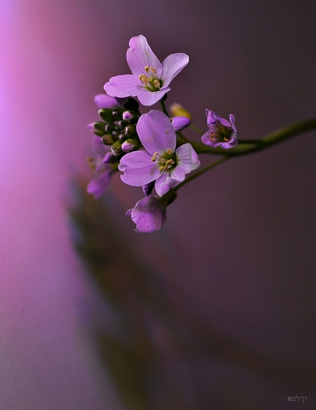 Pinksterbloemen!